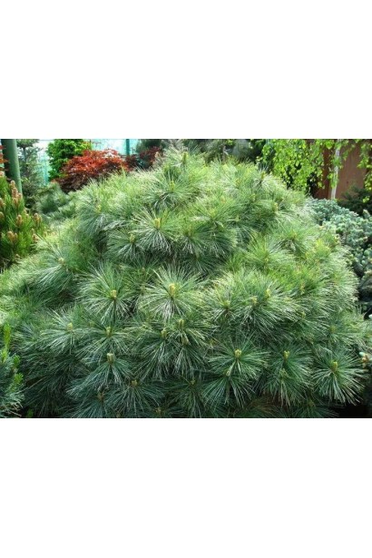 Сосна Веймутова Бергманс Міні